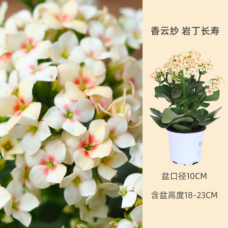 昊景单瓣长寿花岩丁四季开花带花苞阳台庭院花卉多肉植物巴黎重瓣 花间游园艺旗舰店 淘优券