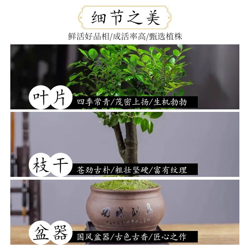 临雅小叶紫檀盆栽老桩盆景绿植物办公室内树苗四季书房桌面好养摆 - 图2