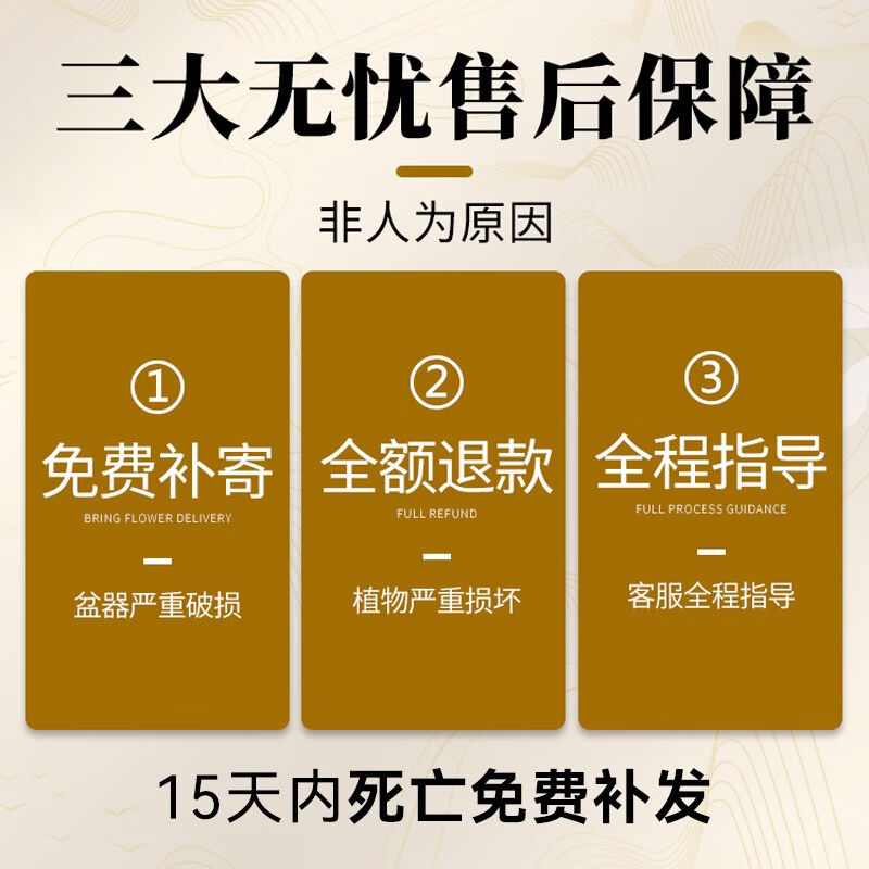 临雅小叶紫檀盆栽老桩盆景绿植物办公室内树苗四季书房桌面好养摆 - 图3