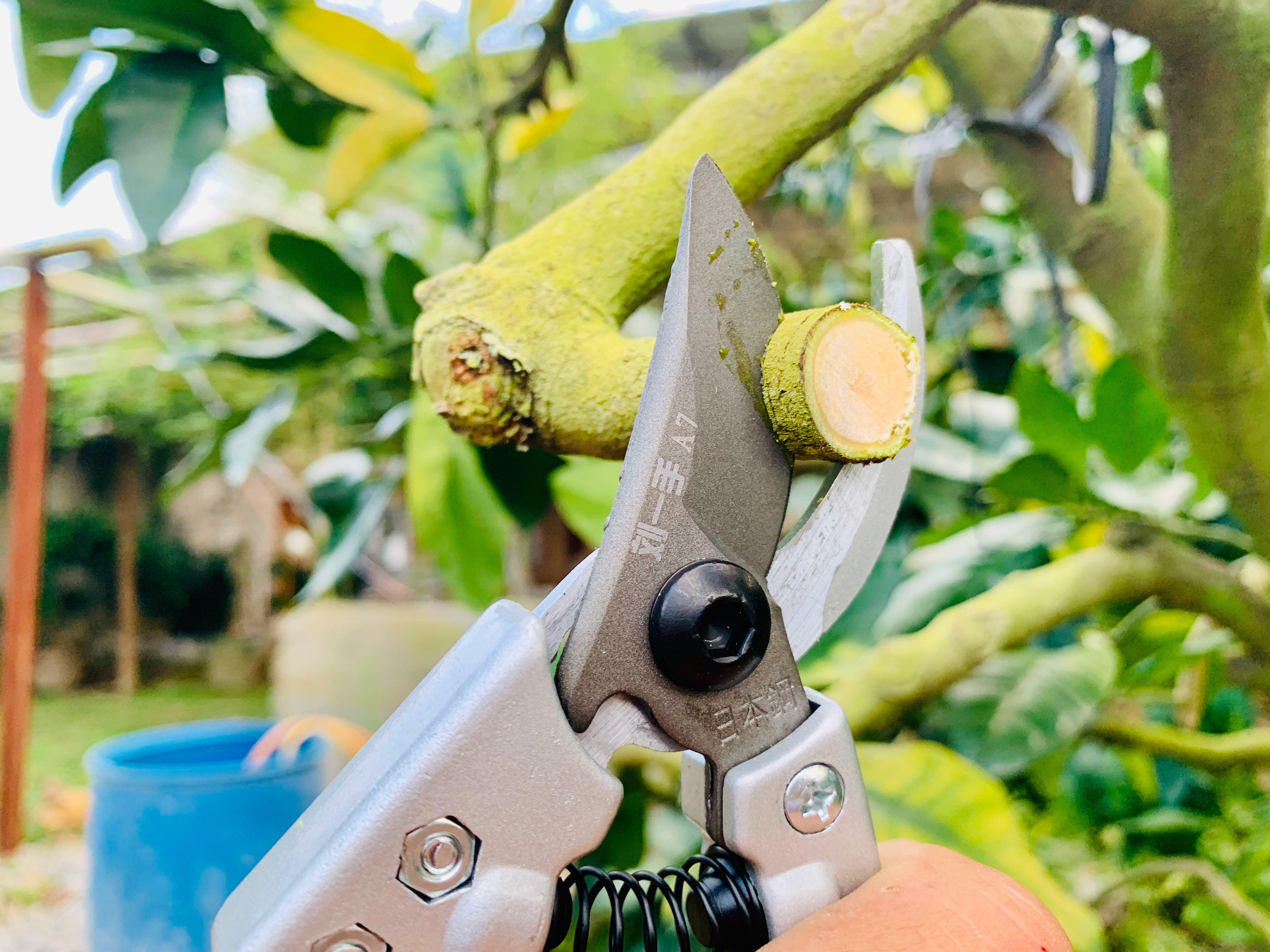 刘一手新款A7修枝剪园林果树剪刀粗枝花剪省力果树剪树枝剪盆景剪_虎窝淘