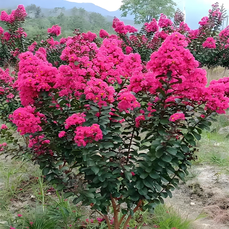 丛生紫薇树苗庭院种植大型紫薇花盆栽美国红火箭绿化风景树苗耐寒 - 图3