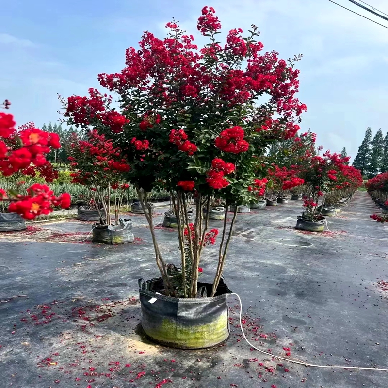 丛生紫薇树苗庭院种植大型紫薇花盆栽美国红火箭绿化风景树苗耐寒-图0