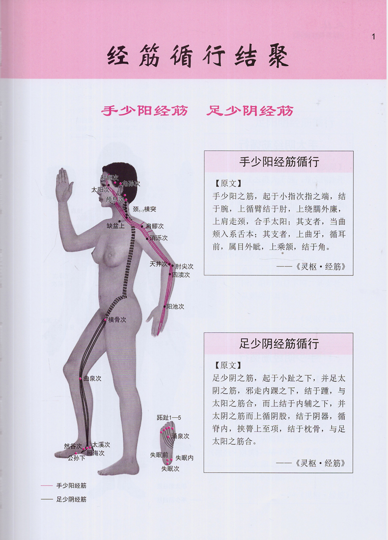 现货人体经筋循行地图(第2版)图解学习人体十二经筋解剖、循行刘春山,刘荷婧编著中国科学技术出版社-图3