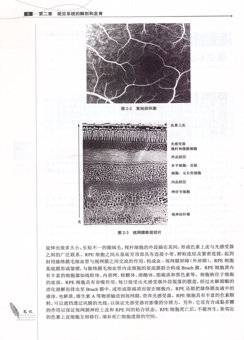 现货视觉神经生理学第3版(十三五/本科/供眼视光专业/配增值)刘晓玲主编人民卫生出版社-图3