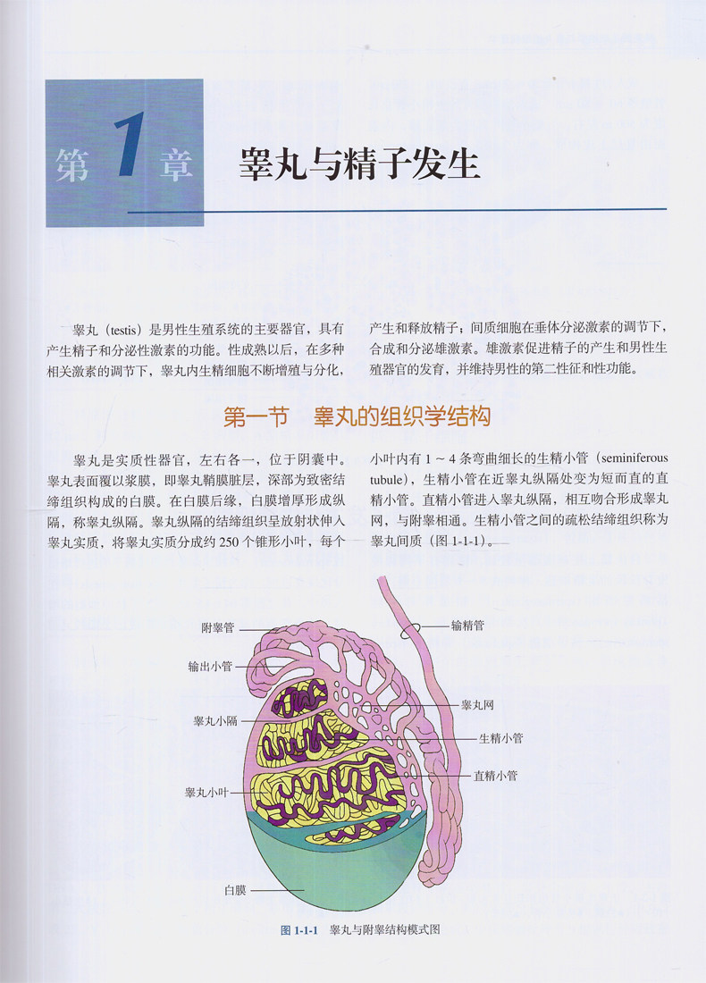 现货精液脱落细胞学与睾丸病理学午 希尔麦图书医学其它