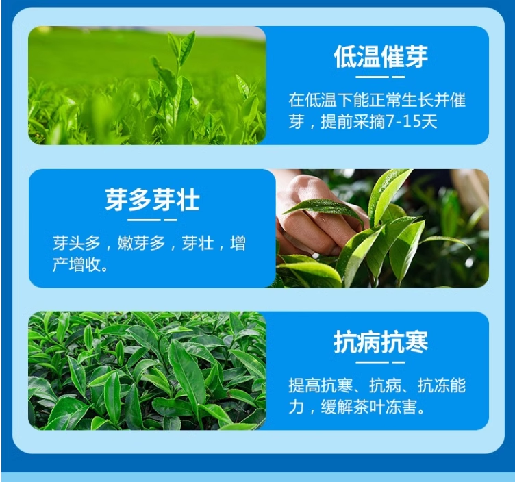 茶树茶叶专用催芽剂叶面肥爆芽优芽素肥料破眠早发多发芽催芽素 - 图2