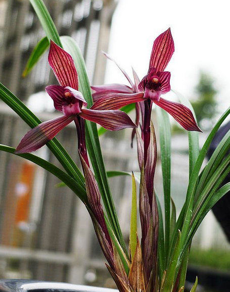 包邮四川名品兰花苗  春兰【刘三红】浓香室内绿植花卉盆景园艺,淘宝优惠券,粉丝福利购,淘宝优惠卷