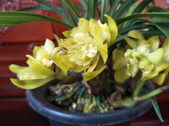 包邮自然老种兰花苗 春兰【黄荷奇】浓香绿植花卉园艺盆景,淘宝优惠券,粉丝福利购,淘宝优惠卷