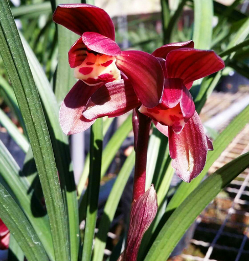 包邮福建自然老种兰花苗 春兰【富贵红荷】浓香绿植花卉园艺盆景,淘宝优惠券,粉丝福利购,淘宝优惠卷