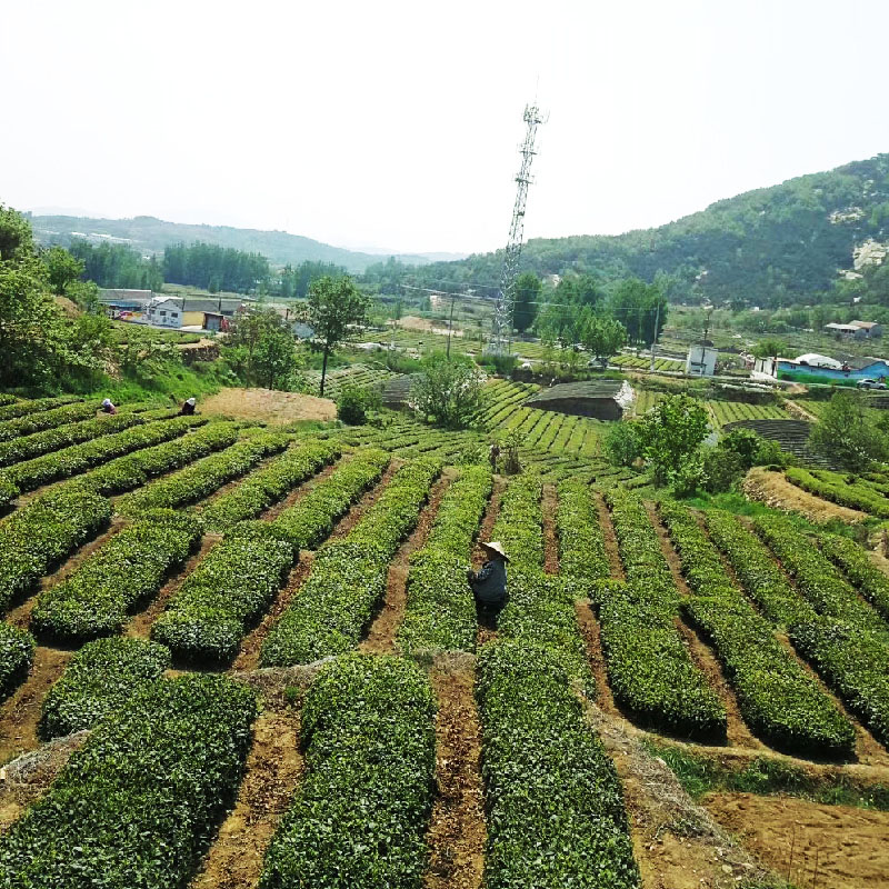 日照绿茶新茶浓香型高山绿茶炒青印象手工散装500g山东省特产茶叶 - 图2