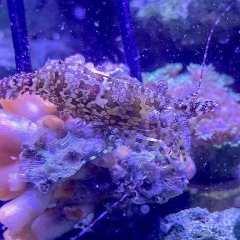 【绿艺水族】海缸清洁生物翻砂海星假棉羊虾紫底星螺除藻不伤珊瑚