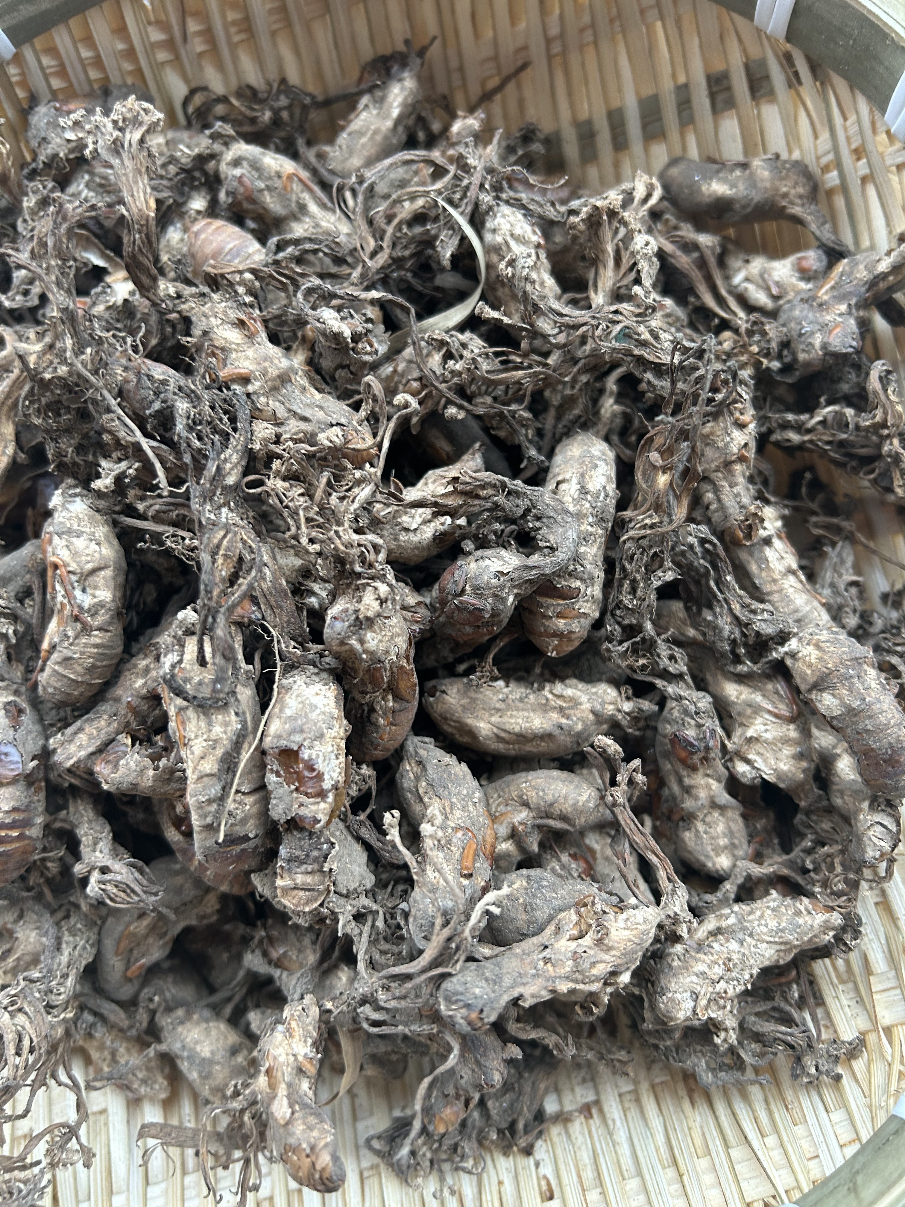 野生金蝉花250g 蝉蛹草 知了花 土蝉花 新货无添加泡水煲汤泡酒 - 图2