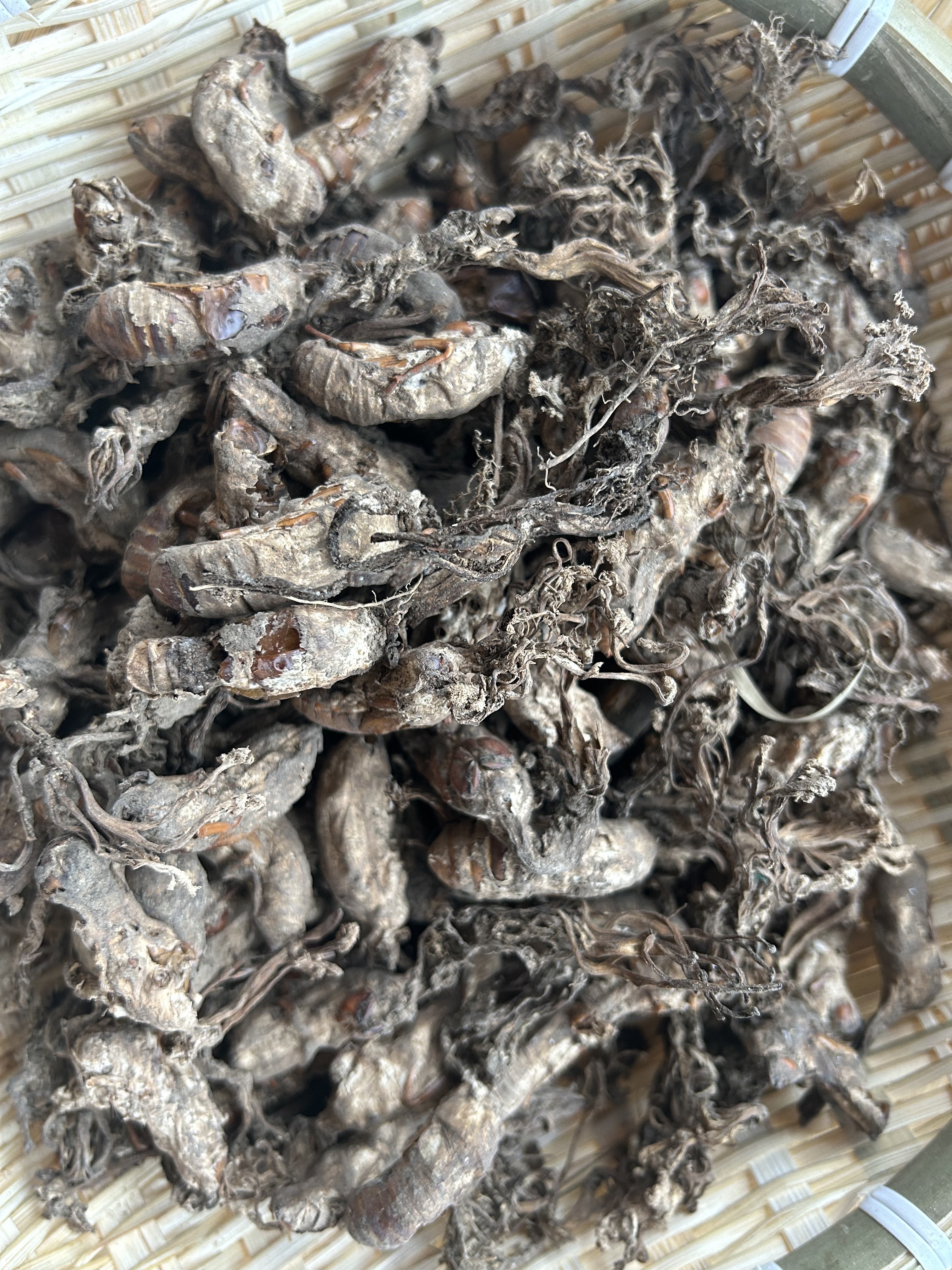 野生金蝉花250g 蝉蛹草 知了花 土蝉花 新货无添加泡水煲汤泡酒 - 图0