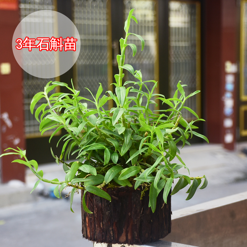 道地养生旗舰店道地养生 三年铁皮石斛驯化苗1斤装 铁皮石斛鲜条霍山枫斗仿 野生2