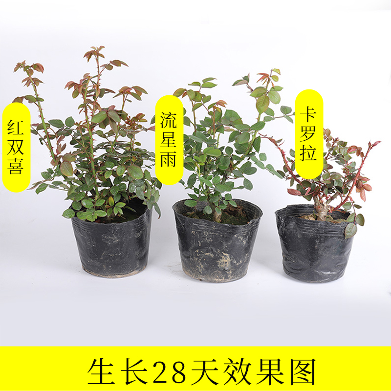 9.9元5棵多色嫁接玫瑰花苗盆栽四季开花月季花蔷薇室内花卉特大花 - 图0