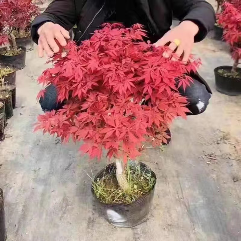 矮桩红枫盆景日本红舞姬三季红中国红黄金枫狮子头橙之梦青龙盆栽 - 图2