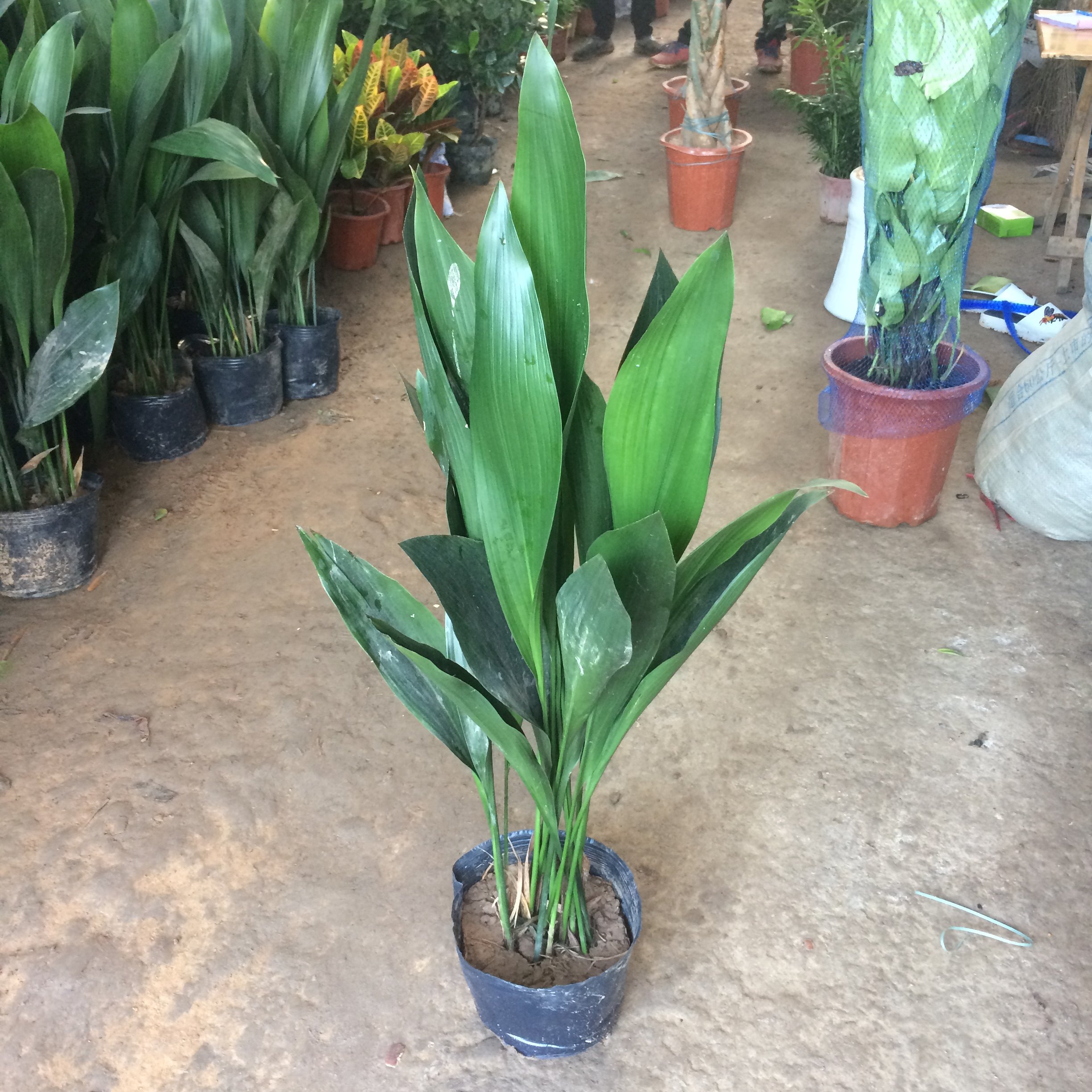 四季长青室内客厅观叶植物绿植盆景一叶兰室内绿叶花卉盆栽