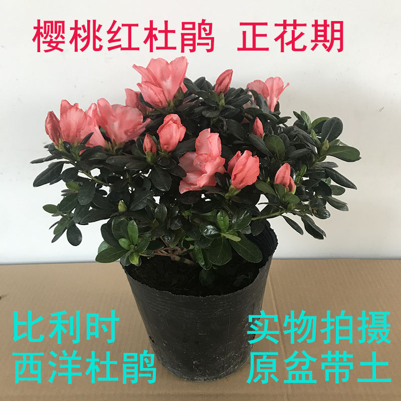 四季杜鹃花苗木盆栽下桃花带花苞开花阳台绿植花卉映山红杨梅红花-图2