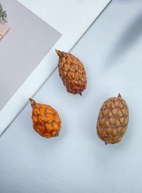 南美酒椰果棕榈科材料手作标本干