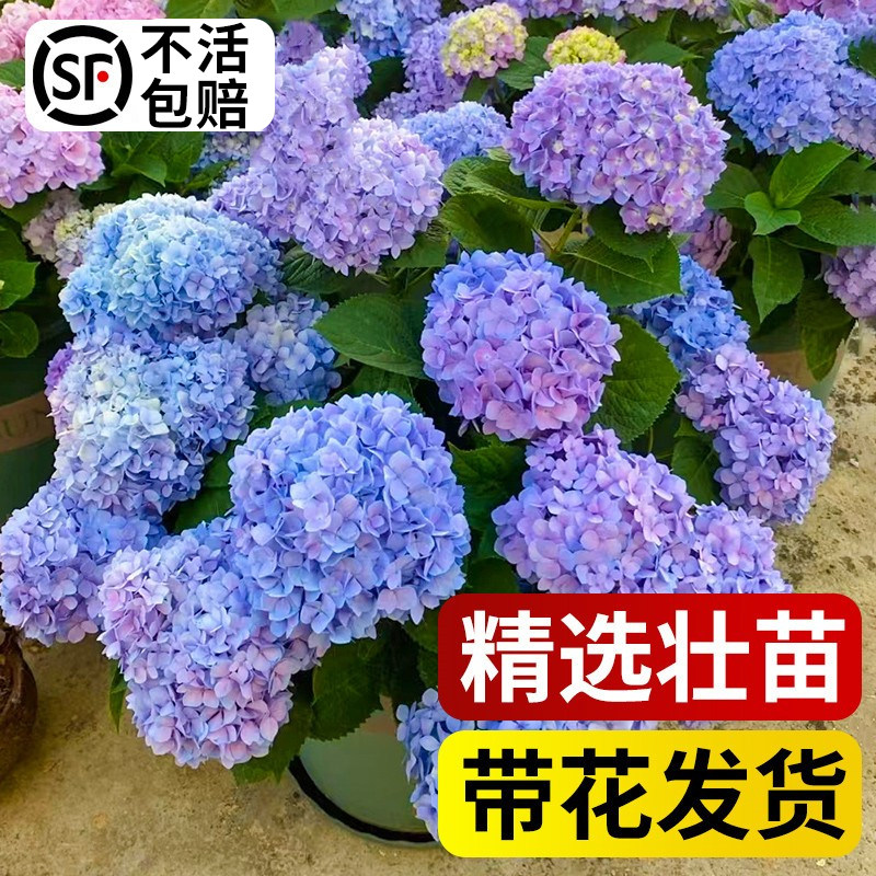 无尽夏绣球花苗盆栽室外阳台庭院四季开花秀球老桩花卉植物带花苞,淘宝优惠券,粉丝福利购,淘宝优惠卷