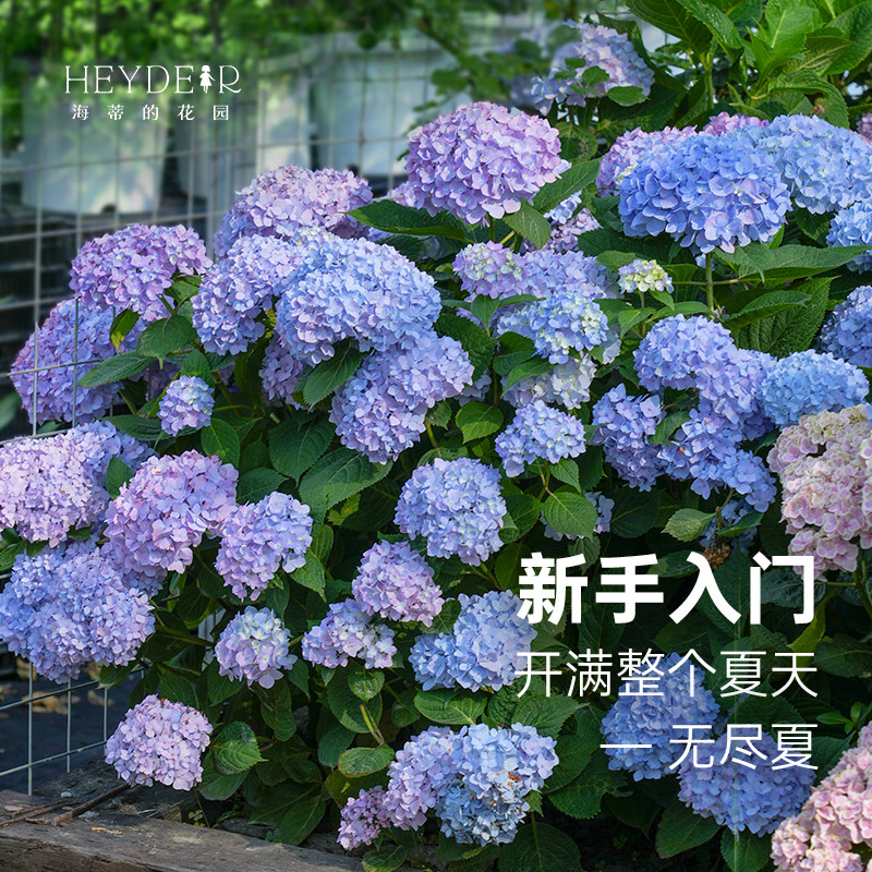 无尽夏绣球花苗盆栽室外阳台庭院四季开花秀球老桩花卉植物带花苞,淘宝优惠券,粉丝福利购,淘宝优惠卷