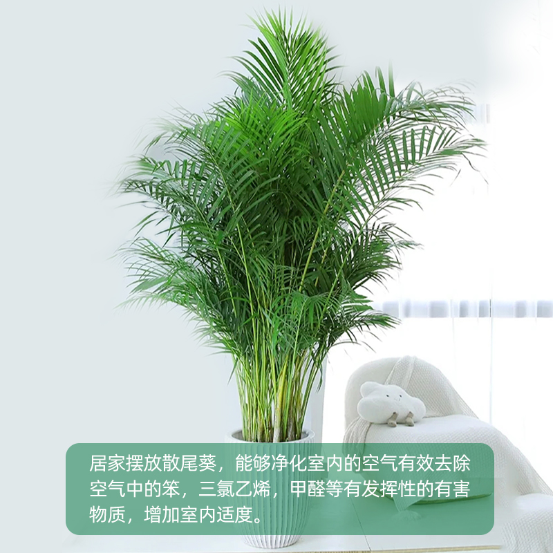 散尾葵植物客厅落地大型绿植室内盆栽吸甲醛办公室带盆好养凤尾竹