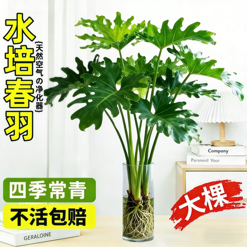 龙鳞春羽水培植物大型老桩盆栽室内客厅水养大叶绿植四季常绿好养 - 图2