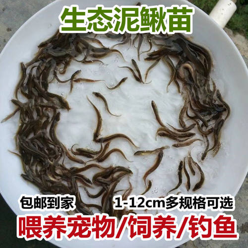 台湾泥鳅钓鱼苗本地青鳅金鳅鲜活筏钓鱼养殖淡水乌龟龙鱼宠物饲料 - 图1
