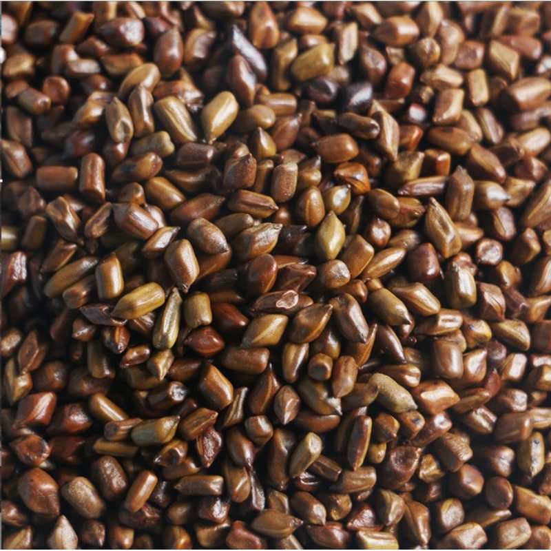 正宗宁夏熟决明子茶1000克包邮炒制罐装花草茶叶泡茶非生决明子 - 图3