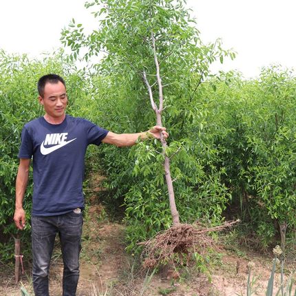 金丝小枣树南北方地栽特大枣子树苗活苗盆栽嫁接果树苗当年结果-图3