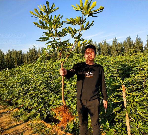 正宗台湾波姬红无花果苗盆栽无花果树苗南北方种植果树苗当年结果 - 图3