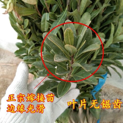 台湾黑高峰杨梅苗 比东魁杨梅早熟的杨梅 嫁接大果黑杨梅当年结果 - 图2