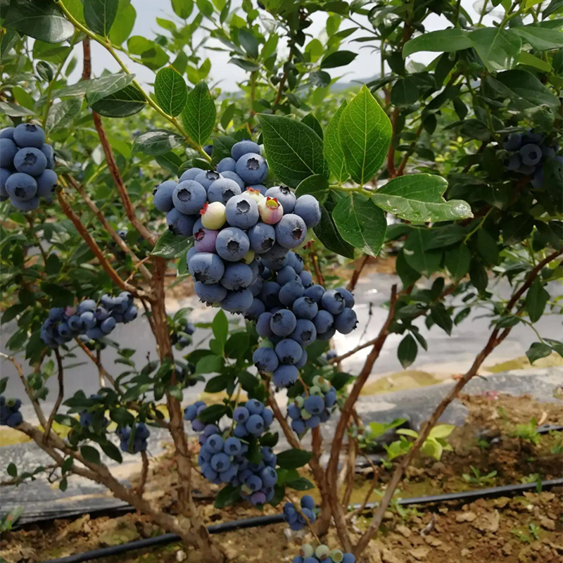 瑞卡蓝莓果树苗庭院地栽阳台盆栽南北方种植树苗带土包活当年结果 - 图2