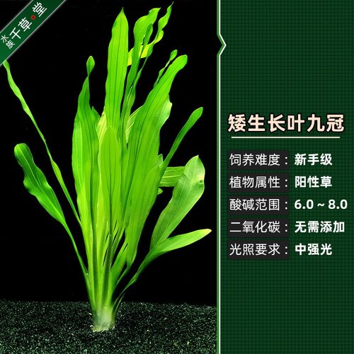 矮生长叶九冠水族水草新手鱼缸易养易活冷水养活体淡水植物大九冠 - 图1
