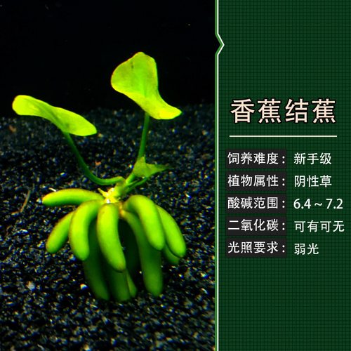 水族阴性水草结蕉香蕉草活体鱼缸景观懒人草睡莲新手易养易活包邮 - 图1