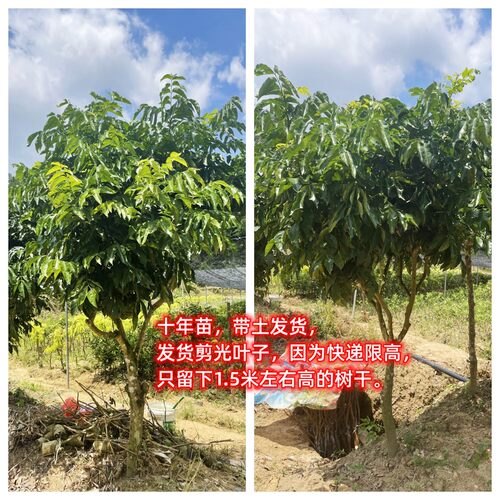 改良特大黑皮大鸡心黄皮果树苗出世甜郁南无核黄皮嫁接苗当年结果 - 图1