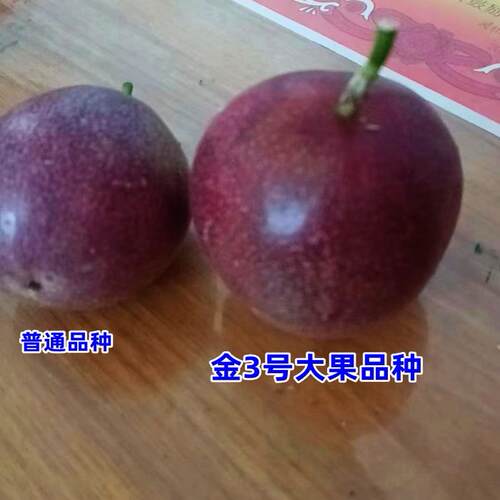 鸡蛋果钦蜜九号嫁接苗黄金百香果西番莲果树苗爬藤盆栽地栽南方 - 图0