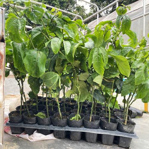 鸡蛋果钦蜜九号嫁接苗黄金百香果西番莲果树苗爬藤盆栽地栽南方 - 图1