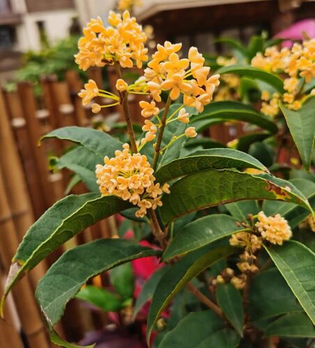 包邮天香台阁九龙桂中华龙桂四季黄金桂南北桂花苗木花卉盆栽地栽 - 图2