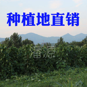 潘源丝瓜原液丝瓜伤流液丝瓜茎汁2.5公斤非元禾丝瓜水