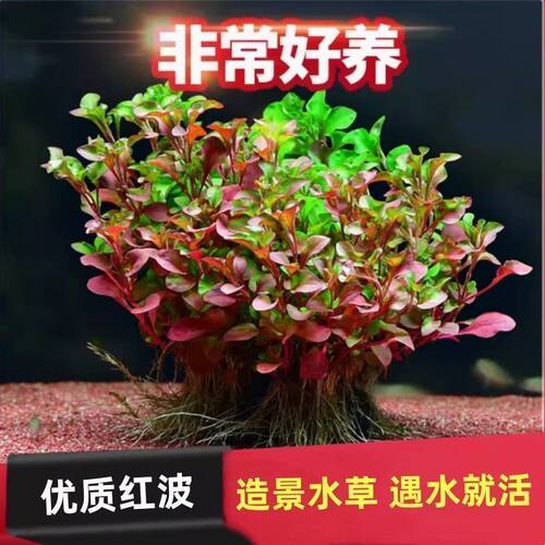 红波水草活体真植物新手好养鱼缸造景阴性水草增氧净水中后景草 - 图0