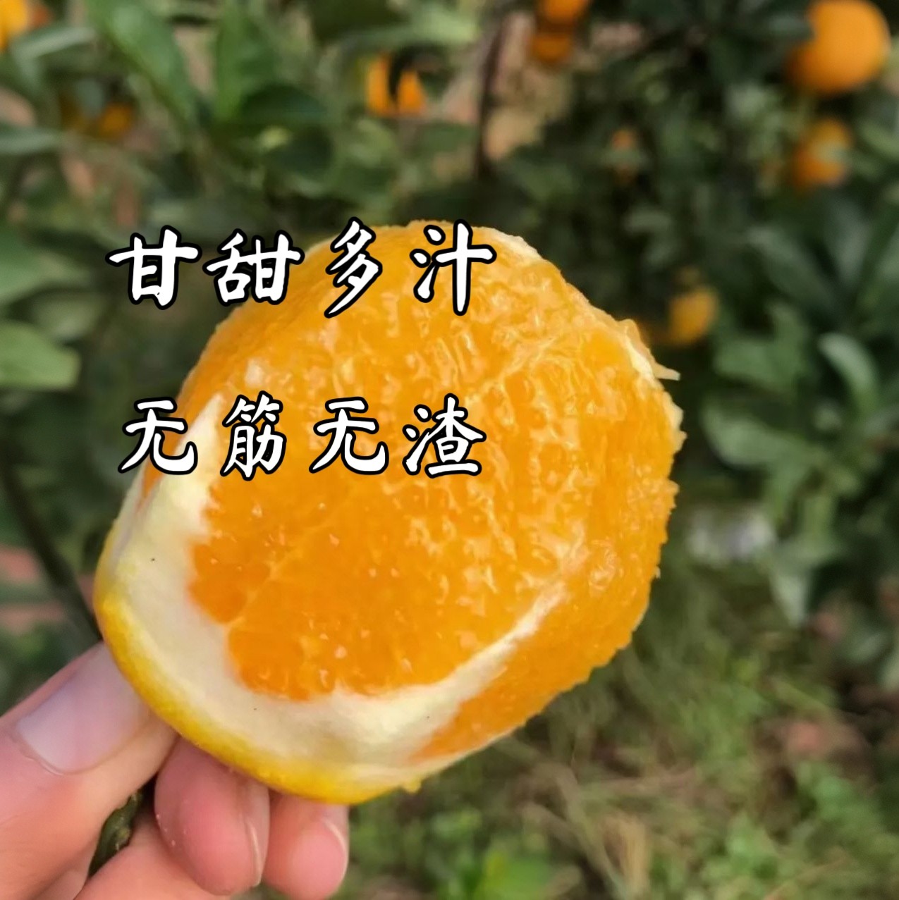 贵州农家自种新鲜水果橙子现摘现发,淘宝优惠券,粉丝福利购,淘宝优惠卷