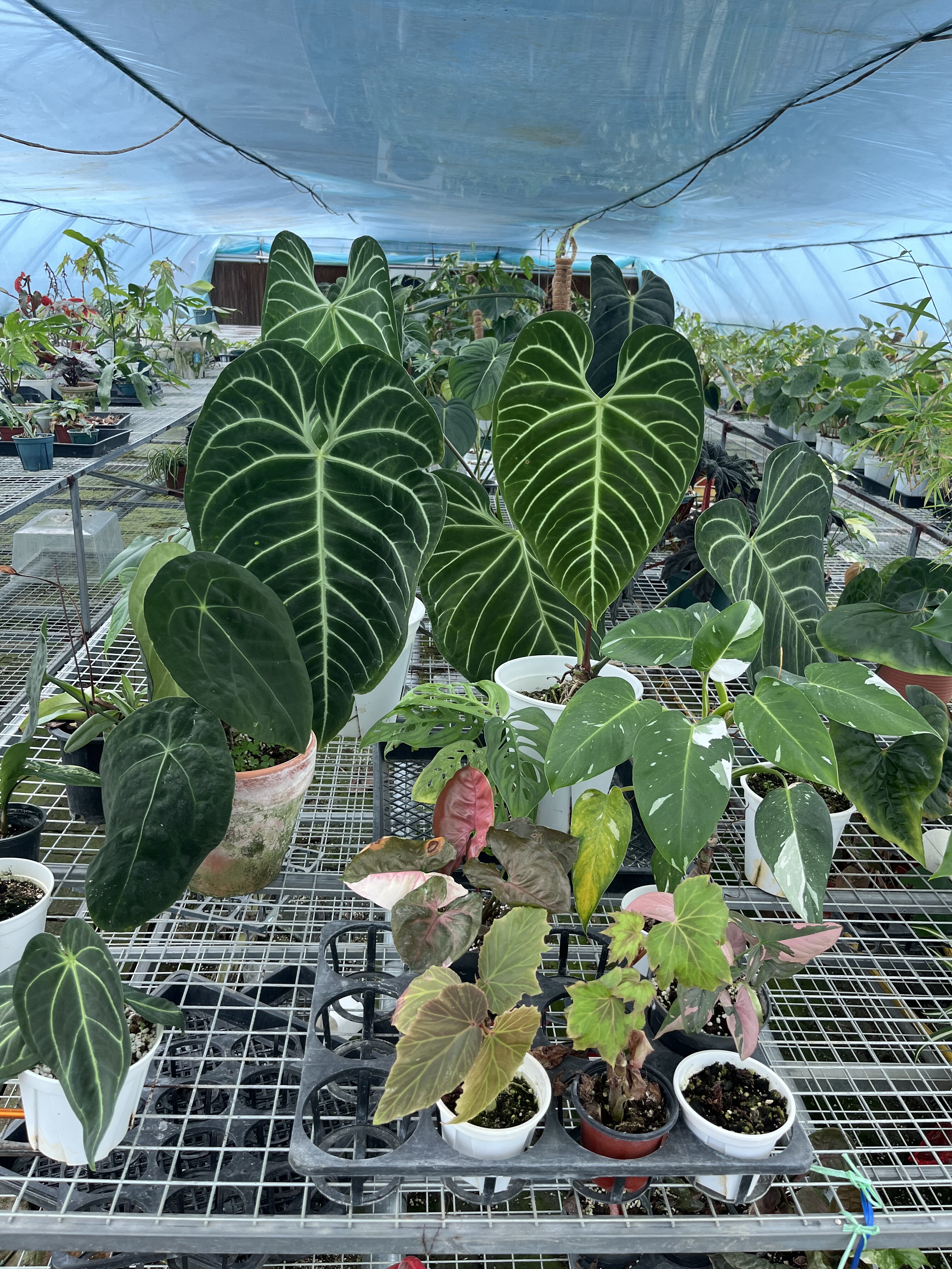 直播一物一拍秋海棠花烛蔓绿绒四季观叶室内阳台庭院盆栽网红热植,淘宝优惠券,粉丝福利购,淘宝优惠卷