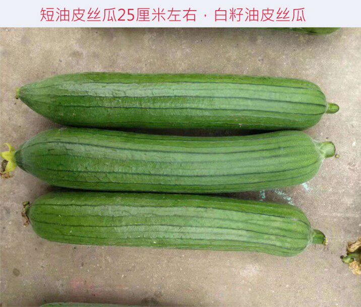 绿油2号短棒油皮丝瓜种籽四季农家菜耐热肉丝瓜油丝瓜香丝瓜种子