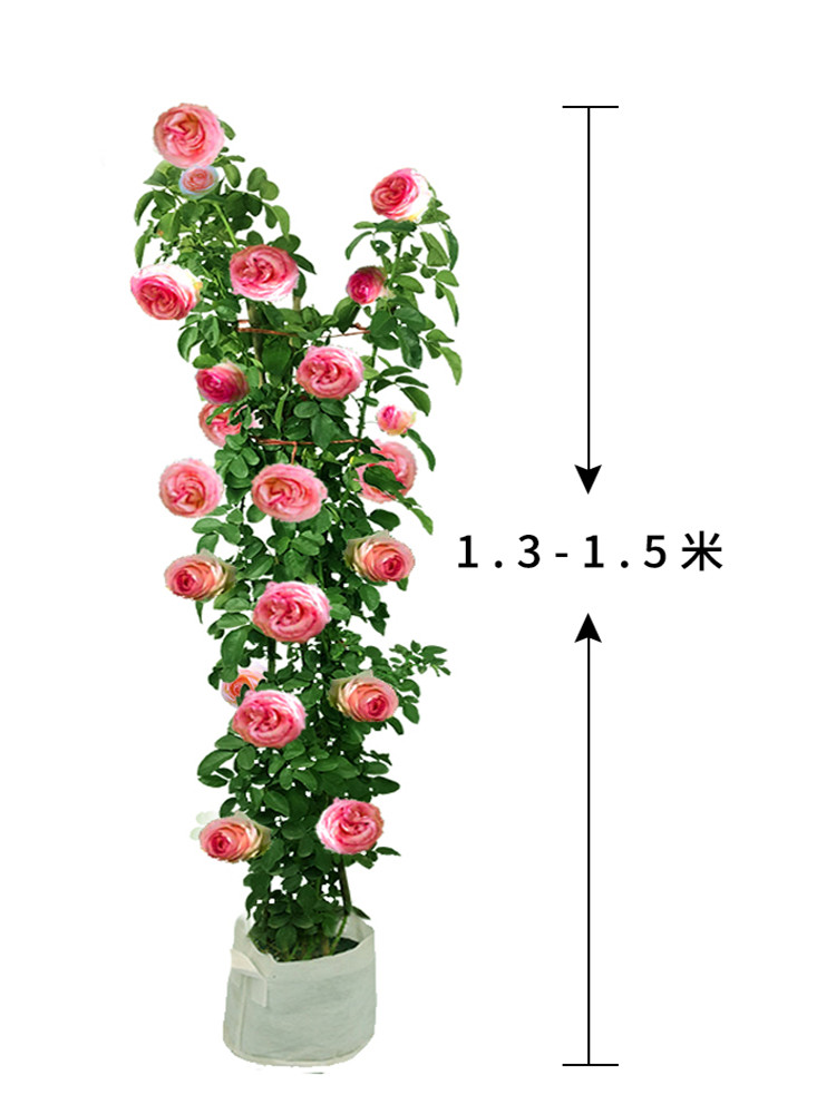 蔷薇爬藤大月季花苗特大花欧月藤本花卉盆栽室外庭院植物四季开花