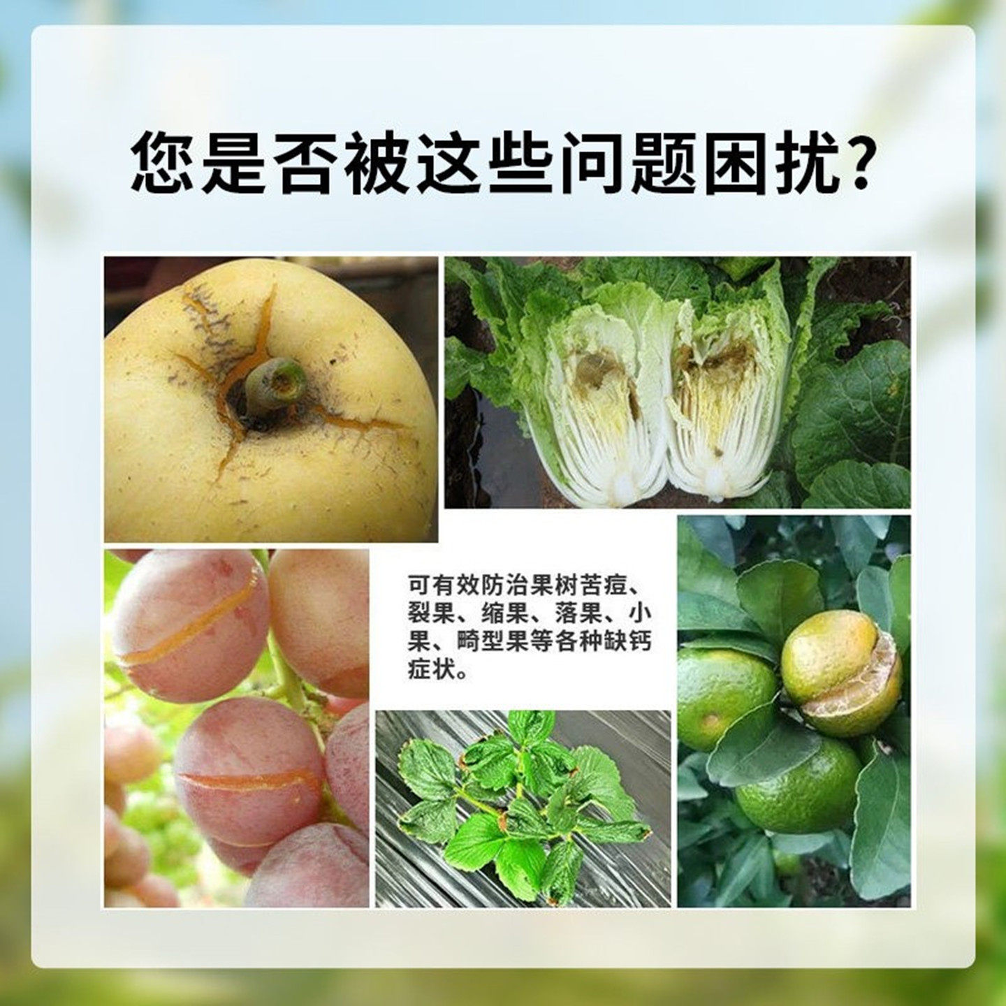 钙肥螯合钙肥EDTA果树蔬菜花卉月季葡萄桃花生银海500g1kg25kg,淘宝优惠券,粉丝福利购,淘宝优惠卷