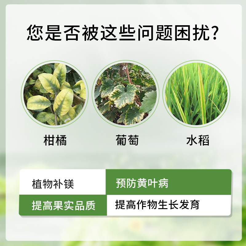 螯合镁肥EDTA可溶粉1kg花卉蔬菜果树包邮银海化工 - 图2