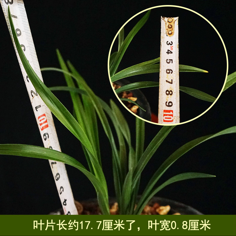 沁鲜园老种名贵国兰春兰皇后绿云室内盆栽植物花卉小草大花兰草苗 - 图2