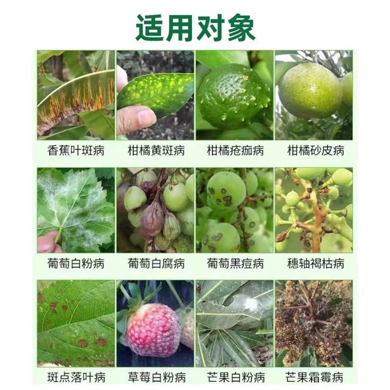 40%苯醚甲环唑锉挫叶斑病白粉炭疽锈病黑斑病褐斑病纹枯病疮痂病 - 图2