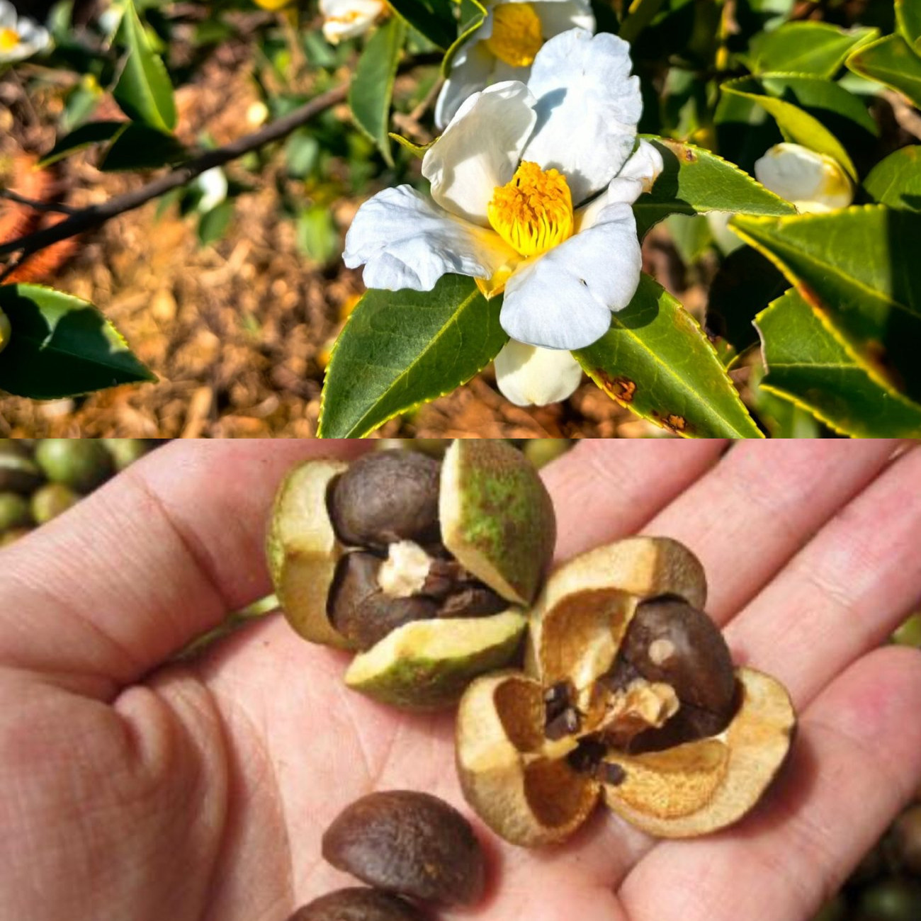 天然老树山茶油可外用护肤茶籽油孕妇婴儿按摩纯正农家食用茶树油,淘宝优惠券,粉丝福利购,淘宝优惠卷